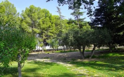 El PP de Jumilla presenta una moción sobre cesión de olivos de jardines y zonas municipales al programa de acompañamiento para la inclusión social.