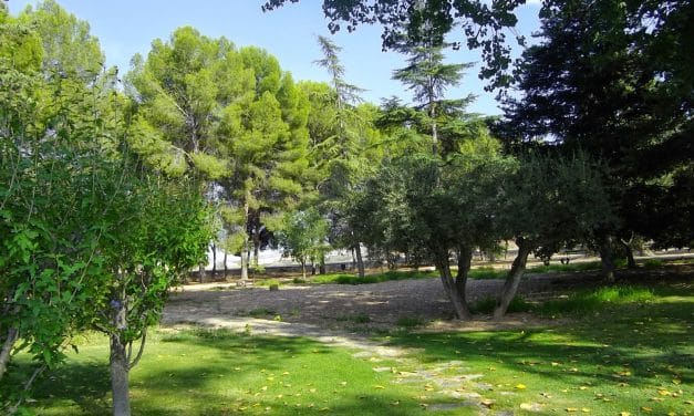 El PP de Jumilla presenta una moción sobre cesión de olivos de jardines y zonas municipales al programa de acompañamiento para la inclusión social.