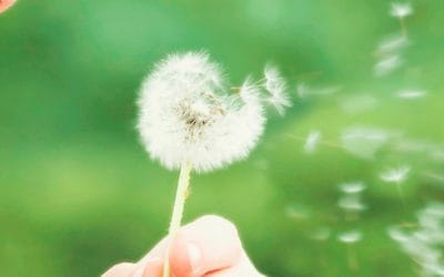 El Grupo Municipal Popular presenta una moción sobre plantación de especies hipoalergénicas