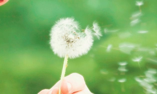 El Grupo Municipal Popular presenta una moción sobre plantación de especies hipoalergénicas